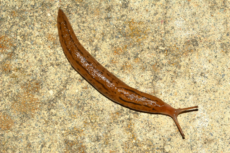 Picture of a slug in the genus Ambigolimax. Photo taken in Fremont, CA, USA