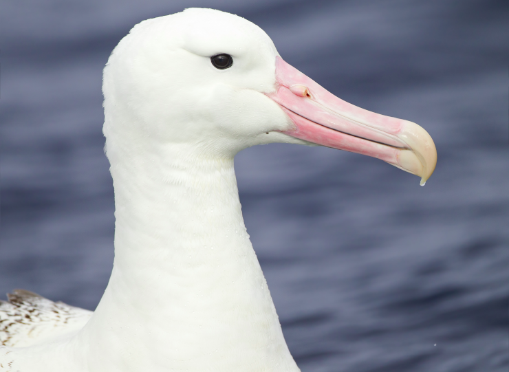An albatross's head