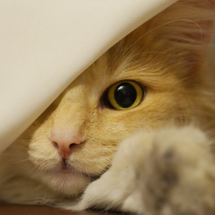 Cat peeking out