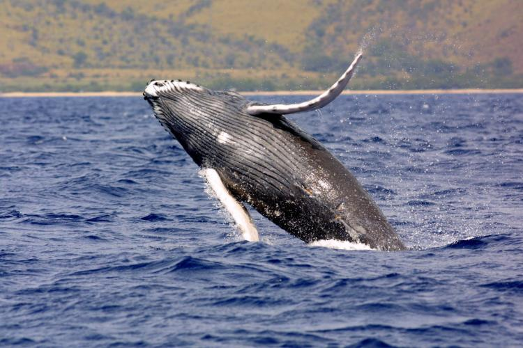 A humpback whale breaching the surface