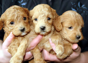 Three puppies carried in a model's hands
