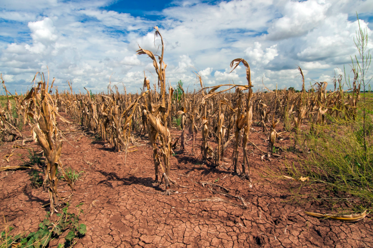 Corn shows the effect of drought in Texas on Aug. 20, 2013