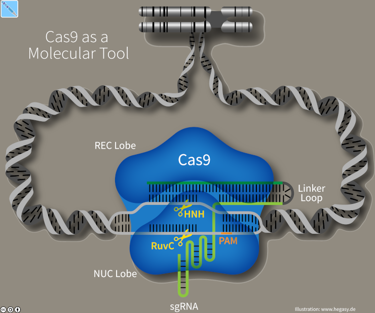 CRISPR-Cas9 as a Molecular Tool Introduces Targeted Double Strand DNA Breaks
