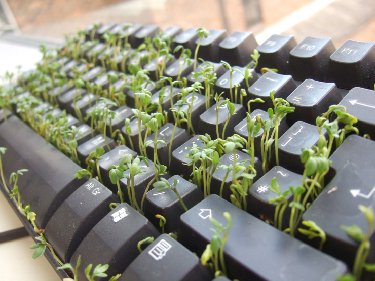 Cress growing out of a keyboard