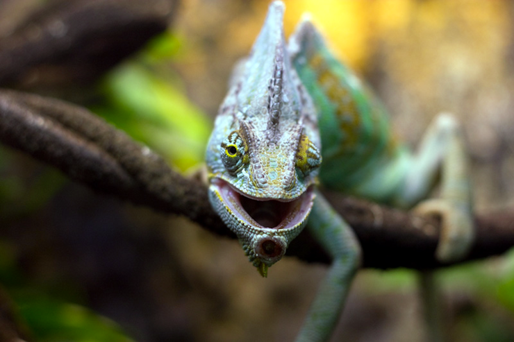 A chameleon lying on a branch