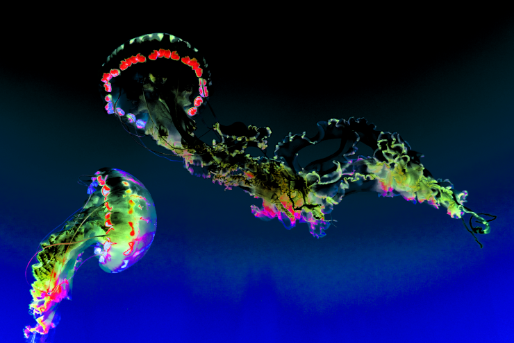 Two jellyfish (recolored)