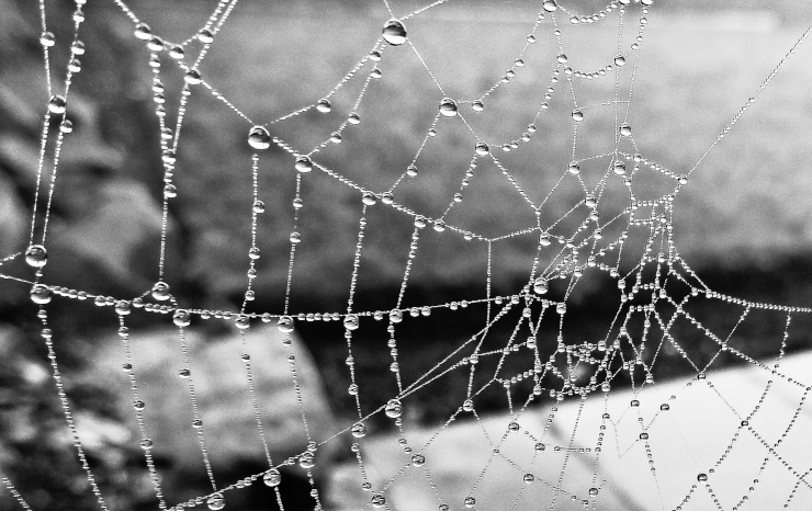 A spider web with dew, in front of presumed concrete blocks
