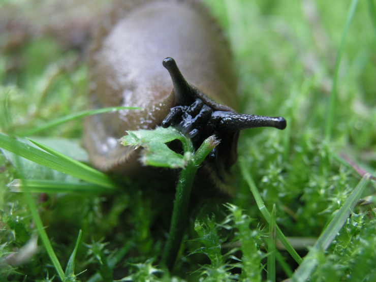 A slug eating local vegetation