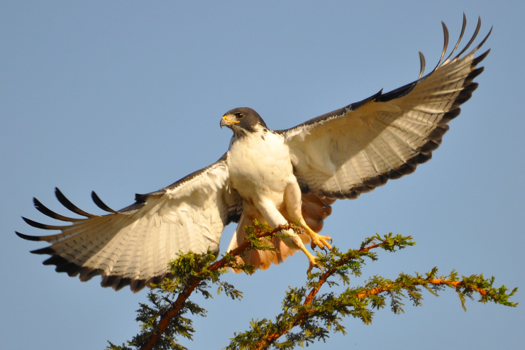 An augur buzzard, taking flight from a tree