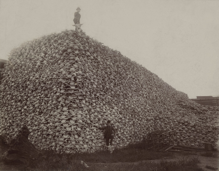 pile of American bison skulls waiting to be ground for fertilizer
