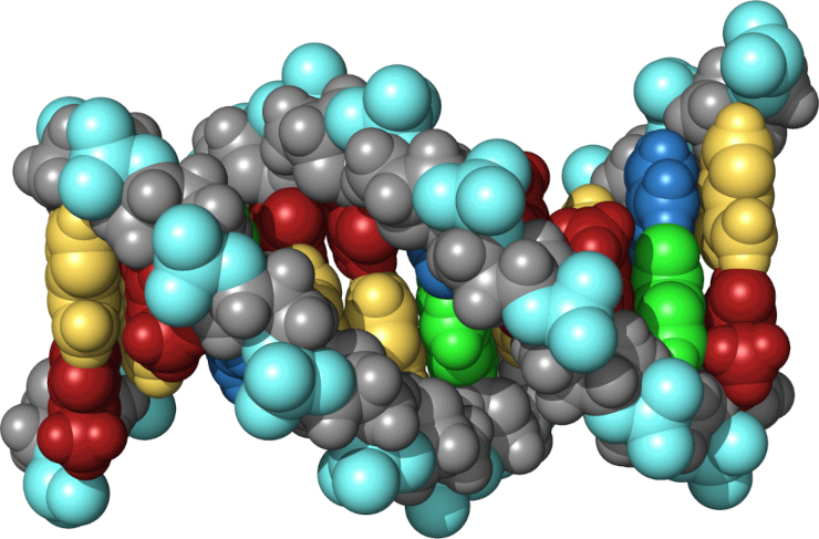 A truncated model of a DNA molecule