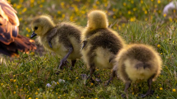 Ducklings follow a parent