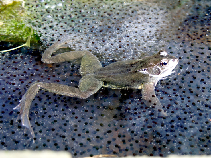 A frog swimming through frogspawn-filled water