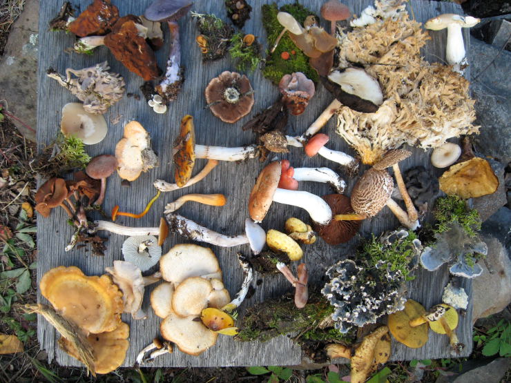 A sampling of fungi collected during summer 2008 in Northern Saskatchewan mixed woods, near LaRonge. This photograph also includes leaf lichens and mosses