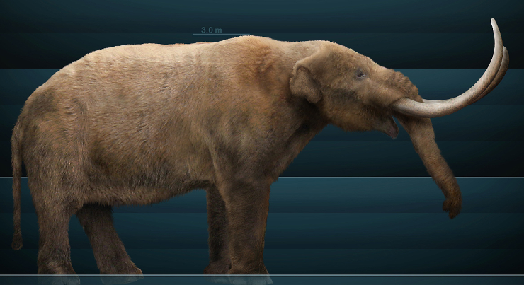 Reconstruction of an American mastodon