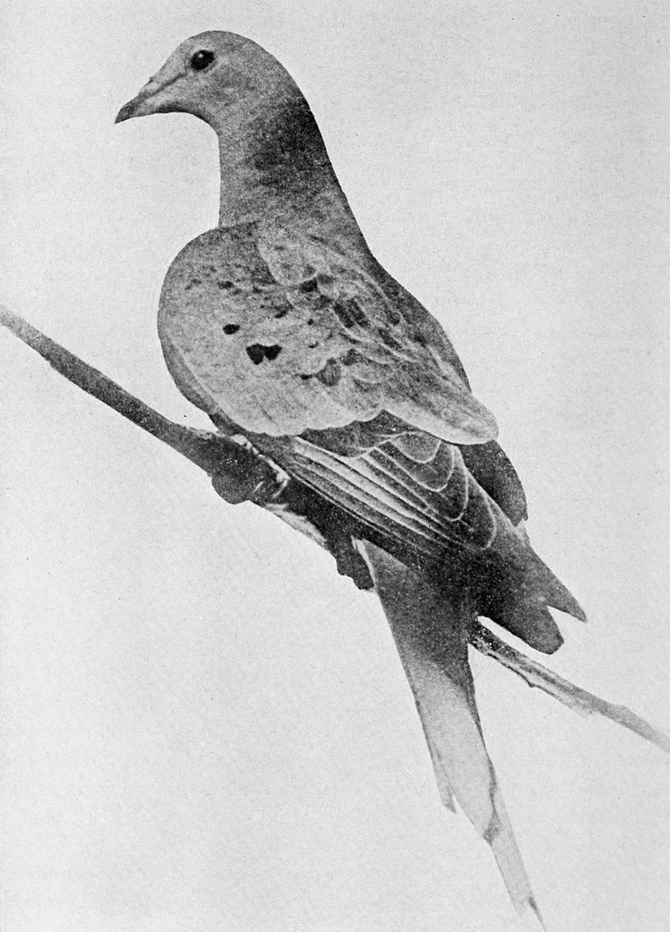 Martha, last of the passenger pigeons