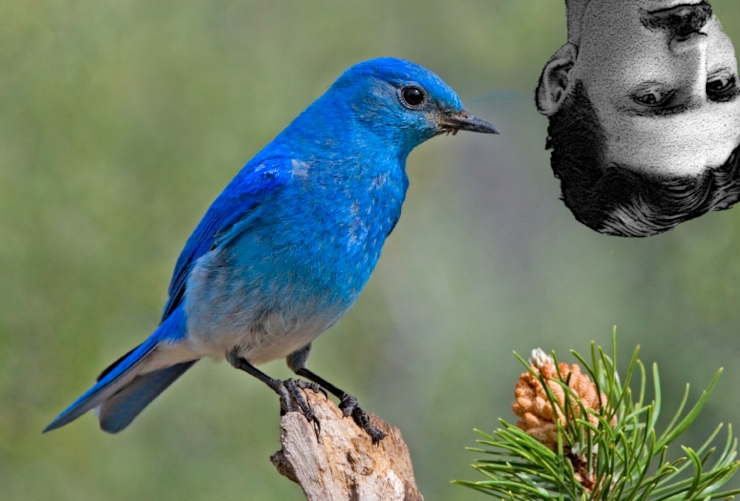 A bluebird with the disembodied head of Nikola Tesla poking in from above