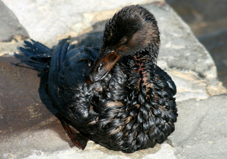 A surf scooter duck covered in oil from the 2007 San Francisco Bay oil spill
