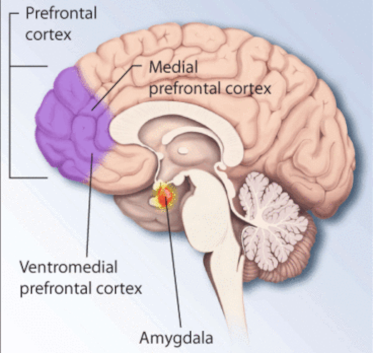 Regions of the brain affected by PTSD and stress