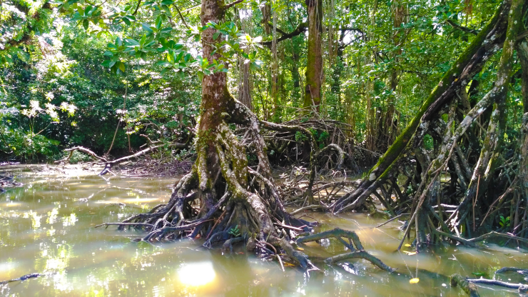 A stilt-root mangrove in Cilintang, Taman Nasional Ujung Kulon, Banten