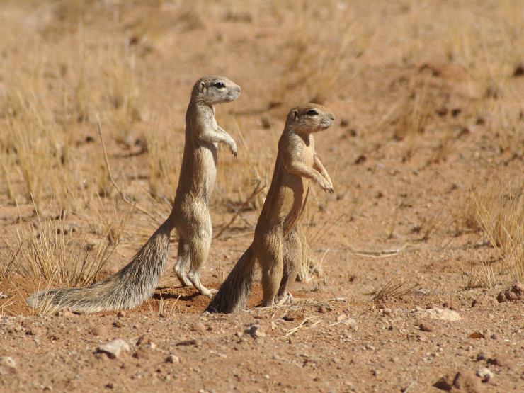 Namibian squirrels waiting for their standing desks