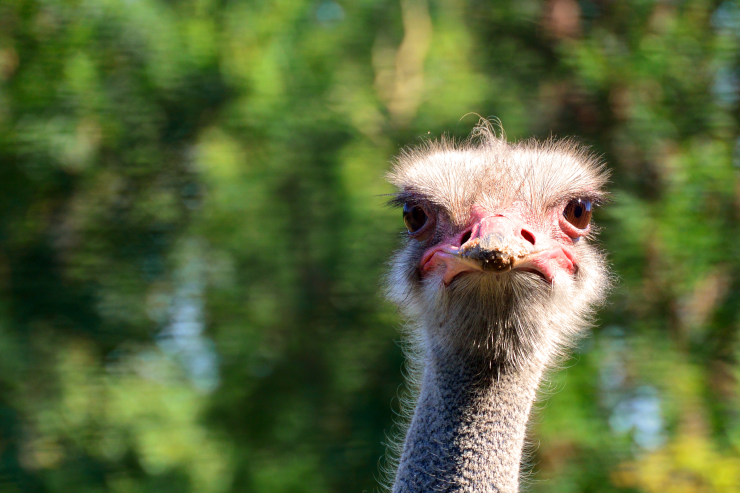An emu looking directly at the camera