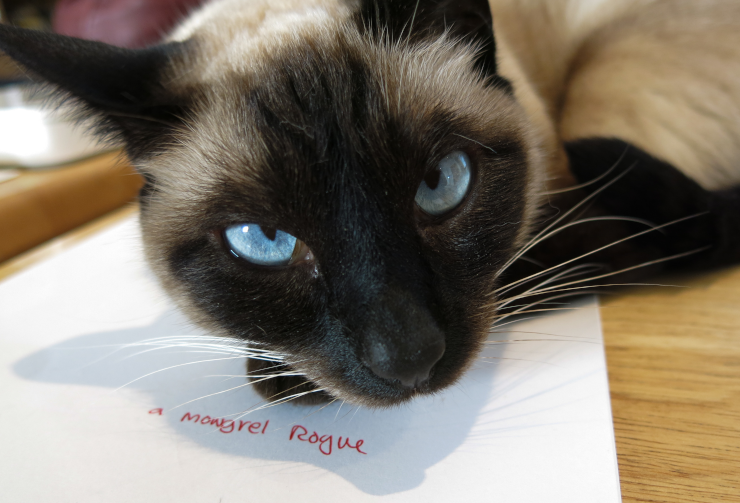 A cat's face, the cat lying on a sheet of paper where someone has written "a mongrel rogue" in red ink
