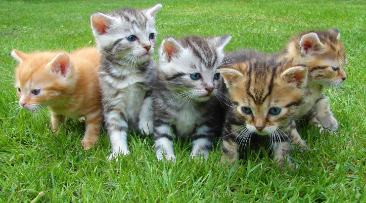 Five kittens on a lawn