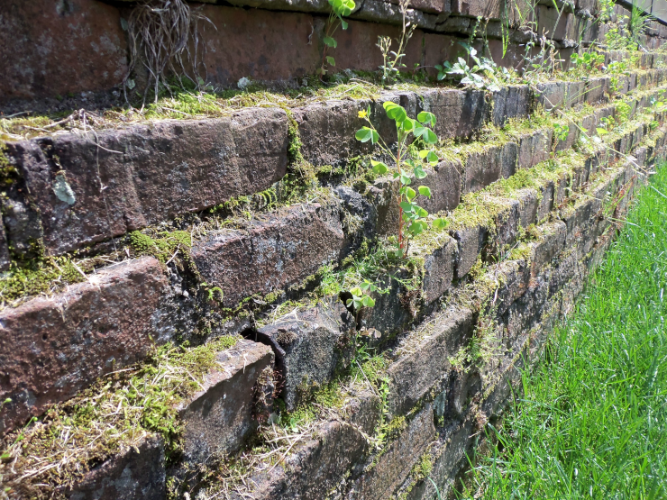 Overgrown Brick