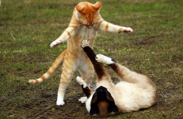 Two kittens fighting in the grass