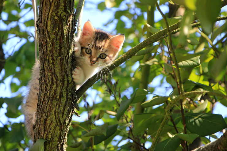 A kitten in a tree, peering out from behind the trunk